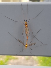 Nephrotoma australasiae