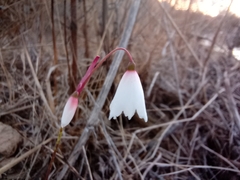 Acis autumnalis