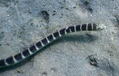 Hydrophis ornatus