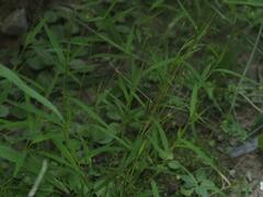 Pogonatherum crinitum