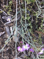 Matthiola tricuspidata