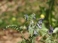 Vicia sibthorpii