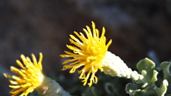 Ericameria cuneata macrocephala