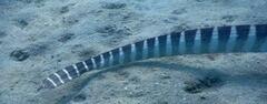 Hydrophis ornatus