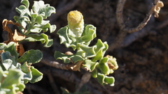 Ericameria cuneata macrocephala