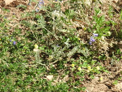 Vicia sibthorpii