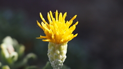 Ericameria cuneata macrocephala