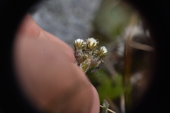 Antennaria media