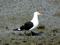 Larus dominicanus dominicanus