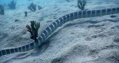 Hydrophis ornatus