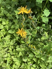 Echeandia michoacensis