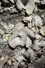 Umbilicaria crustulosa