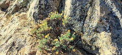Ericameria cuneata macrocephala