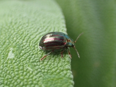 Chrysolina americana