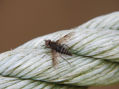 Therevidae