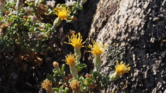 Ericameria cuneata macrocephala
