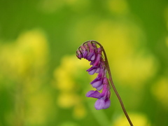 Vicia eriocarpa