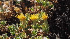 Ericameria cuneata macrocephala