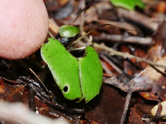 Corybas trilobus aggregate