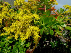 Sedum praealtum