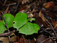 Corybas trilobus aggregate