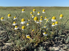 Matricaria chamomilla