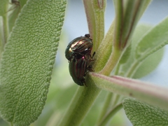 Chrysolina americana