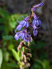 Lobelia puberula