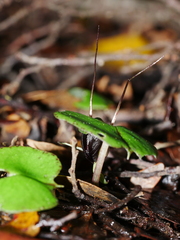 Corybas trilobus aggregate