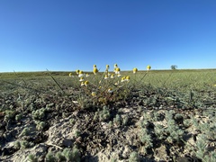 Matricaria chamomilla