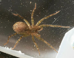 Tigrosa georgicola