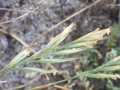 Festuca fasciculata