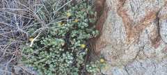 Ericameria cuneata macrocephala