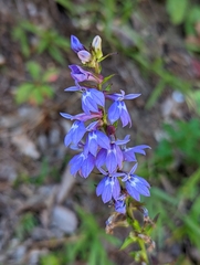 Lobelia puberula