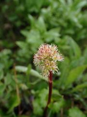 Leptarrhena pyrolifolia