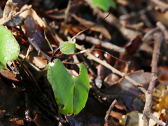 Corybas trilobus aggregate