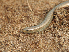 Chalcides striatus