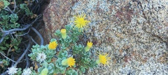 Ericameria cuneata macrocephala