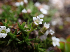 Cherleria biflora