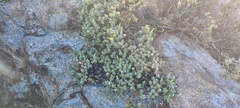 Ericameria cuneata macrocephala