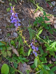 Lobelia puberula