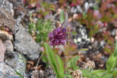 Penstemon procerus tolmiei