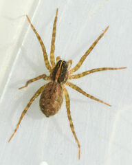 Tigrosa georgicola