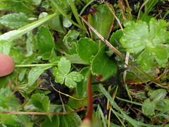 Leptarrhena pyrolifolia