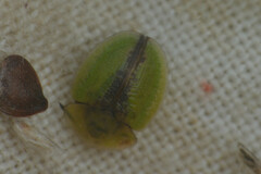 Cassida vibex
