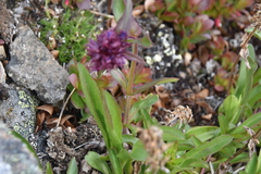 Penstemon procerus tolmiei