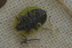 Cassida vibex