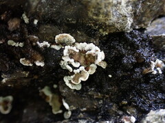 Psora