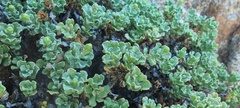 Ericameria cuneata macrocephala