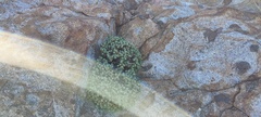 Ericameria cuneata macrocephala